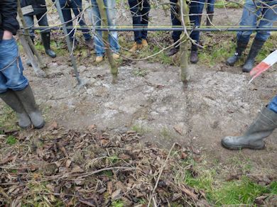 Maintaining hygiene in Cherry orchards is important